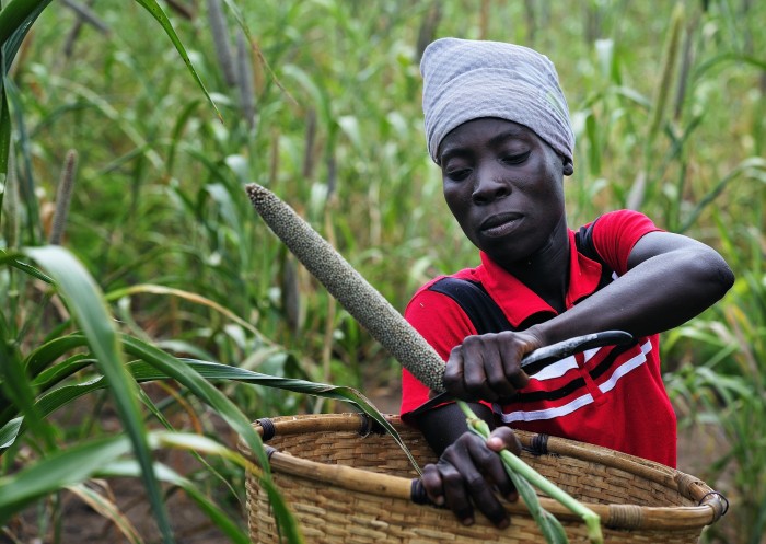 Cecilia Richard, 33, harvests millet in Captain, a village in southern Malawi that has been hard hit by drought in recent years, leading to chronic food insecurity, especially during the "hunger season," when farmers are waiting for the harvest. ACT Alliance has worked with farmers in this village to switch to alternative, drought-resistant crops, such as millet, as well as using irrigation and other improved techniques to increase agricultural yields. 