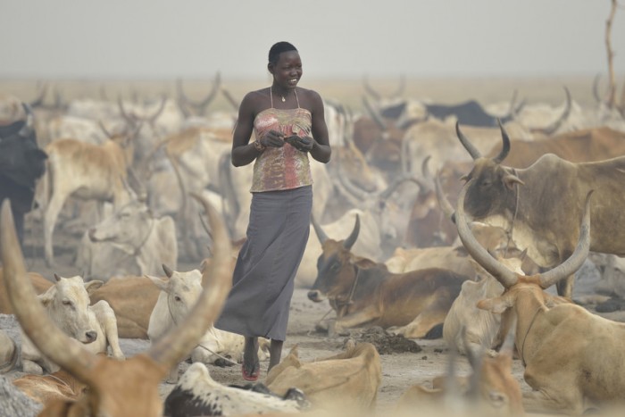 A Dinka woman walks among cattle in a village in South Sudan